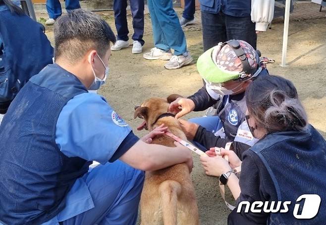 국경없는 수의사회는 30일 경기 용인시의 한 사설 동물보호소에서 올해 마지막 정기봉사를 진행했다.(국경없는 수의사회 제공) ⓒ 뉴스1