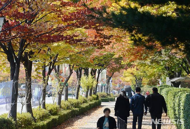 [전주=뉴시스] 김얼 기자 = 가을이 깊어지면서 전북도청  인근 인도의 가로수가 붉게 물들고 있다.