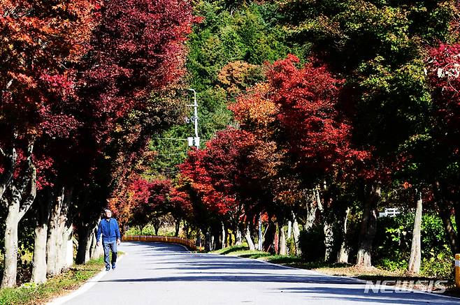 [남해=뉴시스] 차용현 기자 = 완연한 가을로 접어들면서 일교차가 큰 날씨가 이어지고 있는 30일 오후 단풍이 물드는 경남 남해군 내산마을 인근 도로를 한 남성이 걷고 있다. 2022.10.30. con@newsis.com