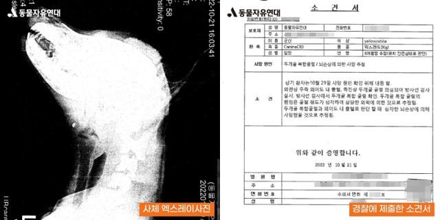 동물자유연대는 피해 동물의 사체를 수습한 뒤 동물병원에 부검을 의뢰했다. 부검을 진행한 수의사는 뇌손상에 의한 폐사가 추정된다는 소견을 내놓았다. 동물자유연대 제공