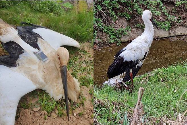 (Left) Dae-hwang, the very first released stork, cannot stand straight before the rescue, April 25. (Right) A stork stands with one foot caught in a snare, April 12. (Yesan Stork Park, Chungnam Wildlife Rescue Center)
