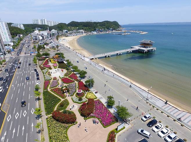 [포항=뉴시스] 강진구 기자 = 경북 포항시는 가을을 맞아 도심 곳곳에 시화(市花)인 장미꽃이 만개해 매력적인 자태를 뽐내고 있다고 1일 밝혔다.사진은 영일대해수욕장 해상누각 앞 장미원.(사진=포항시 제공) 2022.11.01.photo@newsis.com *재판매 및 DB 금지