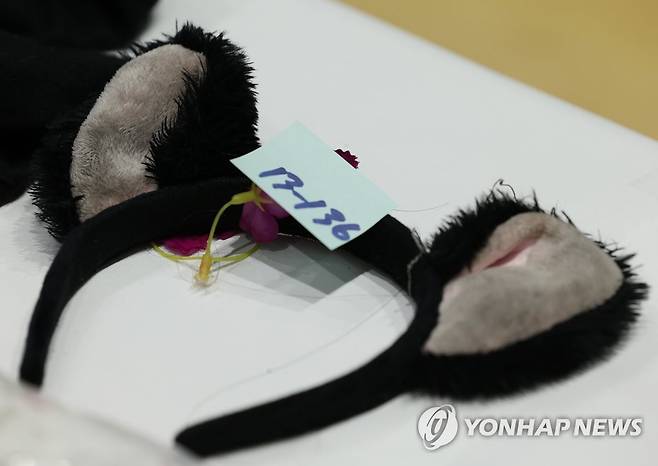 악몽이 된 핼러윈 (서울=연합뉴스) 신준희 기자 = 1일 서울 용산 원효로 다목적 실내체육관에 마련된 이태원 사고 관련 유실물 센터에 사고 현장의 유실물들이 놓여 있다. 2022.11.1 hama@yna.co.kr