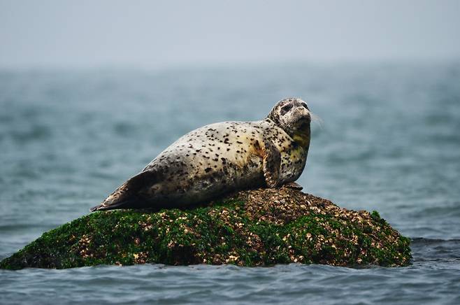 점박이물범. 해양수산부 제공