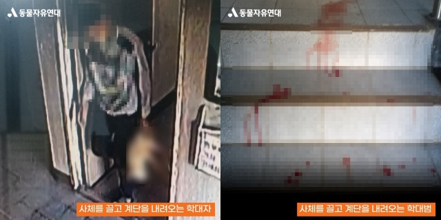 지난달 20일 군산시 한 아파트에서 강아지를 죽이고 사체를 방치한 10대 소년. 오른쪽 사진은 아파트 계단에 강아지 피가 낭자한 모습. 동물보호단체 '동물자유연대' 제공