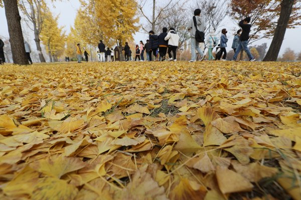 오는 3일은 낮과 밤의 기온차가 최대 15도 정도 벌어질 것으로 예상된다. 사진은 2일 경기 여주시 강천섬에 떨어져 있는 낙엽들. /사진=뉴스1