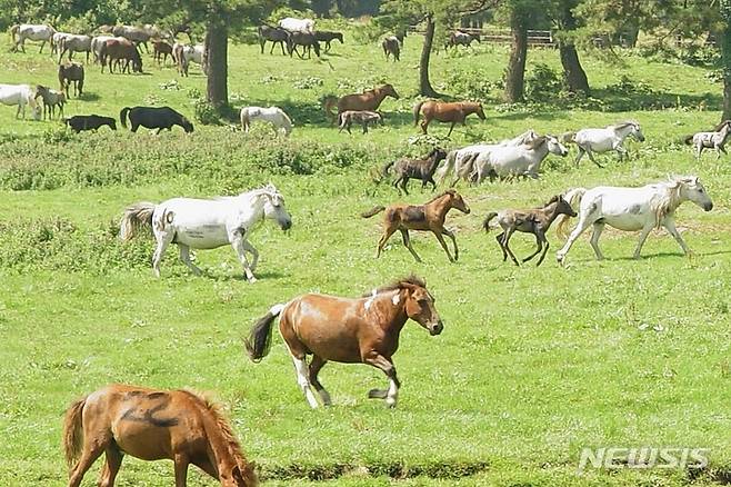 제주마. (사진=제주도 축산진흥원 제공) *재판매 및 DB 금지