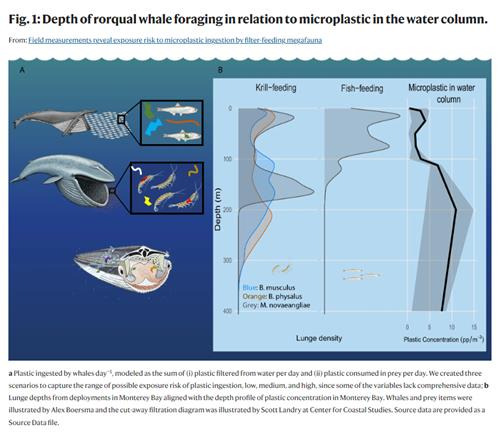 수심과 고래 체내에 미세플라스틱이 쌓이는 비율의 상관관계를 나타낸 그래프  [샤이럴 카헤인-라포트 박사팀 발표문 '여과 섭식 거대동물군의 미세플라스틱 섭취 위험 노출에 관한 현장 측정' 캡처. 재판매 및 DB 금지]