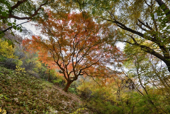 ▲내장산 최고 수령 단풍나무, 울긋불긋 신비로운 자태 ⓒ정읍시