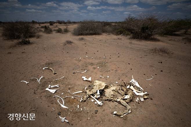 케냐 가리사현 ‘다답(Dadaab) 난민 단지’ 인근 길가에 가뭄으로 죽은 소의 사체가 널브러져 있다. 올해 최악의 가뭄으로 동아프리카에서만 150만 마리 이상의 가축이 폐사했다.