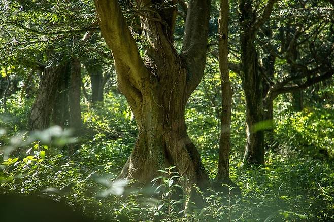 사진 = 제주관광공사