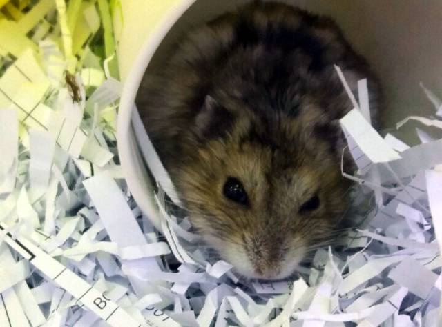 주인에 의해 등 상처 봉합 수술을 받은 햄스터의 모습. 출처: 인터넷 커뮤니티