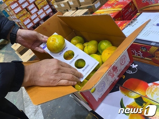 7일 제주도는 이날부터 20일까지 2주간 규격 외 감귤 수확‧유통 행위를 행정시 교차 단속을 실시한다고 밝혔다. 감귤출하연합회가 올해 고시한 '2022년산 노지온주'의 상품기준은 2S '49~54㎜', S '55~58㎜', M '59~62㎜', L '63~66㎜', 2L '67~70㎜'다. 다만 소비자의 선호도를 반영해 2S미만의 '45∼49㎜'의 감귤 중 광센서선과기로 선별된 당도 10브릭스 이상의 온주밀감은 '상품'으로 도매시장 출하가 가능하다..(제주도청 제공)/뉴스1