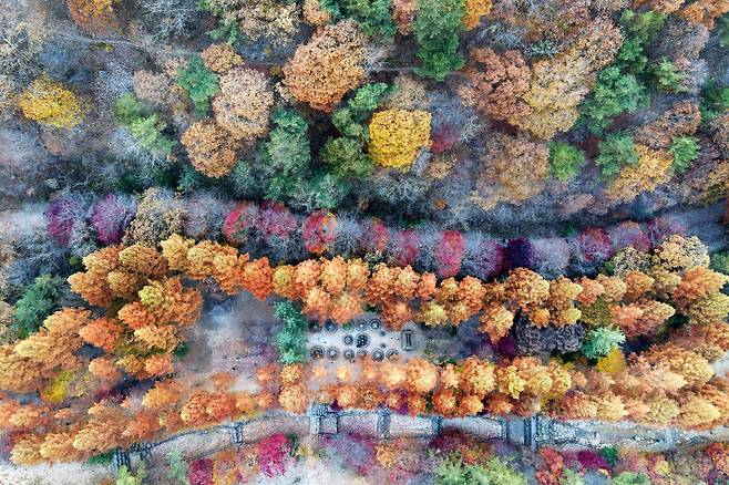 5일 대전 동구 상소동 산림욕장 돌탑 주변으로 단풍이 붉게 물들어가고 있다. /신현종 기자