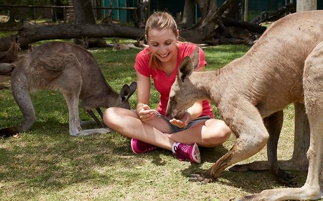 론 파인 코알라 생추어리 캥거루 먹이주기.  /사진= 호주관광청