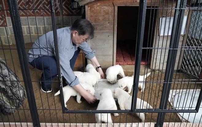 문재인 당시 대통령은 지난해 7월3일 북한에서 온 풍산개 '곰이'와 원래 데리고 있던 풍산개 '마루' 사이에서 새끼 7마리를 낳았다고 SNS에 관련 사진을 공개했다. [연합]