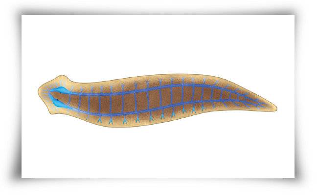 플라나리아. [GETTYIMAGES]