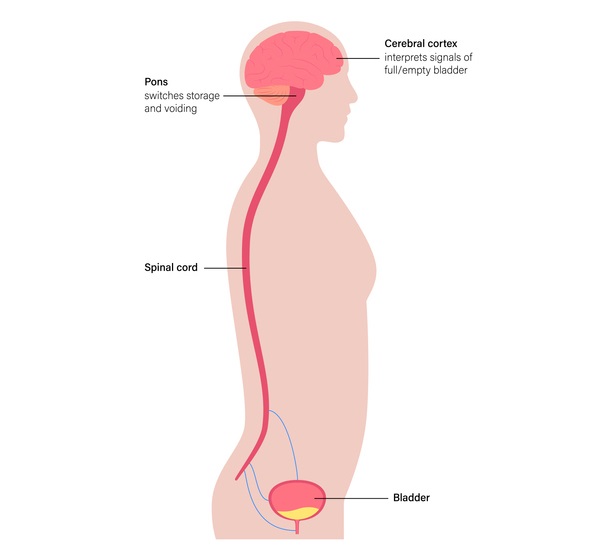 대뇌, 척수, 방광ㅣ출처: 게티이미지 뱅크