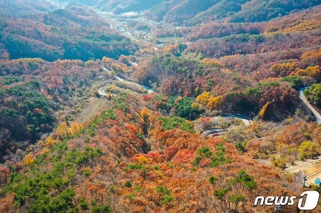 늦가을 정취로 짙게 물든 충북 영동군 상촌면  도마령 모습. (영동군 제공)