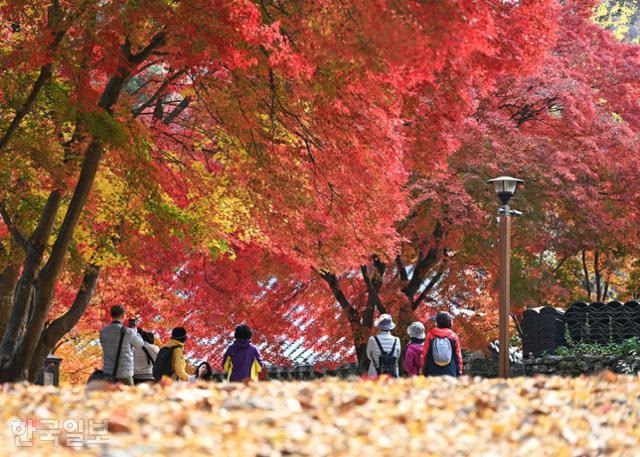 지난 3일 관광객들이 공주 마곡사 경내에서 절정에 달한 단풍을 즐기고 있다. '춘마곡, 추갑사'라 하는데, 단풍 빛깔만 보면 마곡사가 한 수 위다.