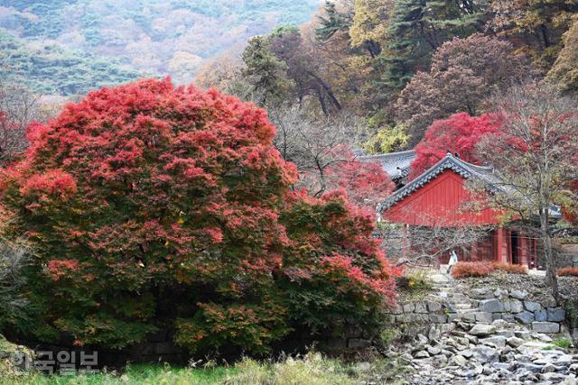 마곡사 초입의 풍성한 단풍나무. 지난 3일 모습이다.