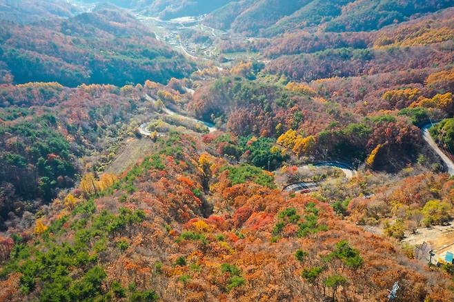 [영동=뉴시스] 안성수 기자 = 충북 영동군 도마령이 11월 들어 가을의 정취를 한껏 내뿜고 있다. 상촌면 고자리와 용화면 조동리를 잇는 도마령은 '칼을 든 장수가 말을 타고 넘었다고 해서 이름 붙여졌다. (사진=영동군 제공) 2022.11.09 photo@newsis.com *재판매 및 DB 금지