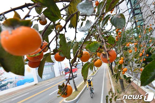 12일 오전 경북 포항시 북구 항구동 포항지방해양수산청에 심어진 감나무 가로수 아래로 시민들이 출근하고 있다. 2020.10.12/뉴스1 ⓒ News1 최창호 기자