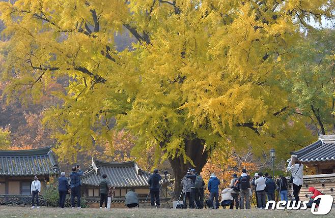 10일 오전 경북 경주시 강동면 운곡서원을 찾은 관광객들과 사진작가들이 수령 약 400년이 된 은행나무를 촬영하고 있다. 매년 11월 초가 되면 노란빛으로 물든 은행나무를 촬영하기 위해 전국에서 사진작가들이 모여든다. 2022.11.10/뉴스1 ⓒ News1 최창호 기자