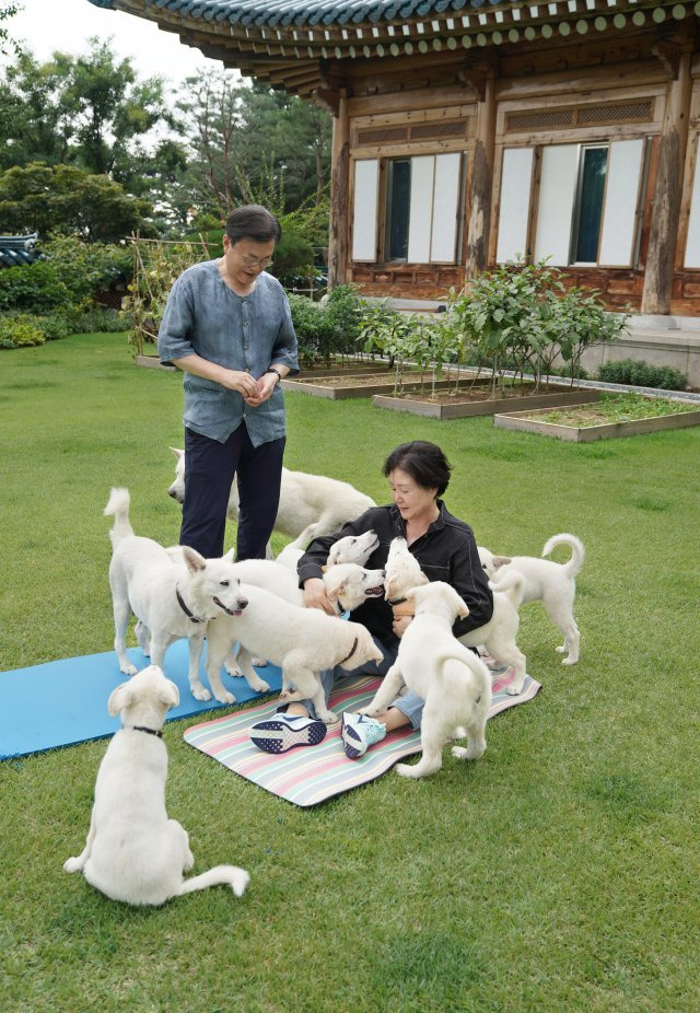 문재인 전 대통령과 김정숙 여사가 지난해 8월 29일 관저 앞 마당에서 풍산개들과 시간을 보내고 있다. 청와대 제공