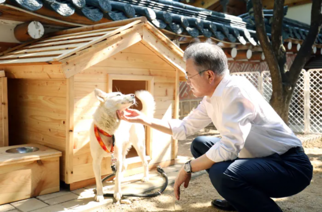 문재인 대통령이 2018년 11월 청와대 관저에서 풍산개 ‘곰이’를 쓰다듬고 있다. 연합뉴스