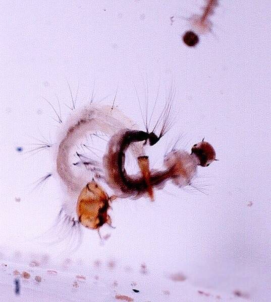 호흡기관이 사이펀을 채찍처럼 휘둘러 다른 장구벌레를 사냥하는 사베테스 모기 장구벌레. 로버트 핸콕 (2022) ‘미국 곤충학회 연보’ 제공.