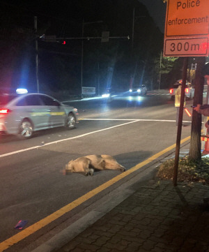 울산 동구 방어동 도로에서 오토바이와 충돌한 멧돼지가 쓰러져 있다. 독자제공