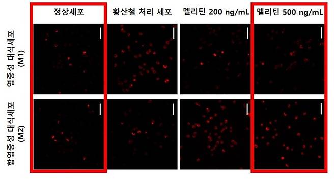 멜리틴 농도가 높아질수록 염증성 대식세포(M1)는 감소하고 항염증성 대식세포(M2)는 증가했다. 자생한방병원 제공