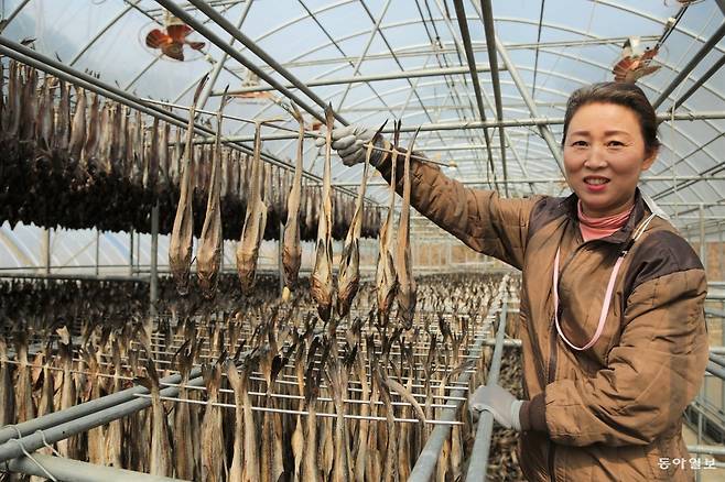 김도정 해숨 대표가 가평에 위치한 자신의 황태덕장에서 말린 명태를 들어보이고 있다.