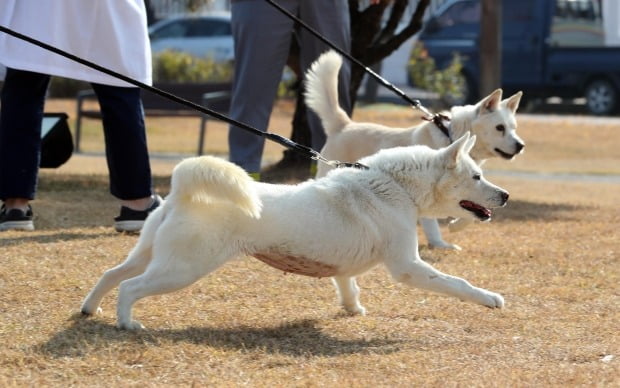 문재인 전 대통령이 기르다 정부에 반환한 풍산개 두 마리, 곰이(암컷·앞쪽)와 송강(수컷·뒤쪽)이 10일 오후 대구 북구 경북대학교 수의과대학 부속 동물병원 앞뜰에서 산책하고 있다. 이 두 마리는 2018년 9월 남북정상회담 뒤 김정은 북한 국무위원장이 선물한 것으로 문 전 대통령이 키우다 최근 정부에 반환한 뒤 경북대 부속 동물병원에서 지내고 있다.사진=연합뉴스