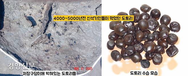 비봉리에서 확인된 저장구덩이에 담겨있었던 도토리. 썩지 않게 바닷물에 보관하기 위해 저장구덩이에 넣었을 것이다.