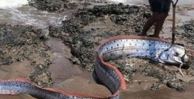 사진=지진에 앞서 탈란 섬에서 발견된 심해어 산갈치