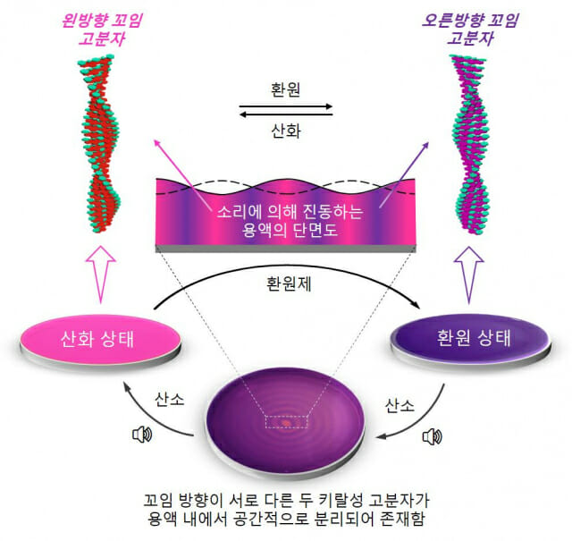 소리를 이용한 키랄성 분자들의 공간적 분리. 소리에 의해 생선된 물결에는 마루와 마디가 존재한다. 마루는 공기 중 산소가 많이 공급되어 산화 반응이 일어나는 영역이다. 산화-환원 상태에 따라 서로 다른 꼬임 방향을 가지는 키랄성 고분자 물질은 용액 내에서 산소가 풍부한 산화 영역과 산소가 부족한 환원 영역에 각각 분리되어 존재한다. 산화-환원 상태에 따라 색깔이 다른 고분자를 이용하면 번갈아 나타나는 동심원 모양의 색깔 패턴이 형성된다. 두 물질의 공간적 형성과 분리가 이뤄졌음을 시각적으로 확인할 수 있다. (자료=IBS)