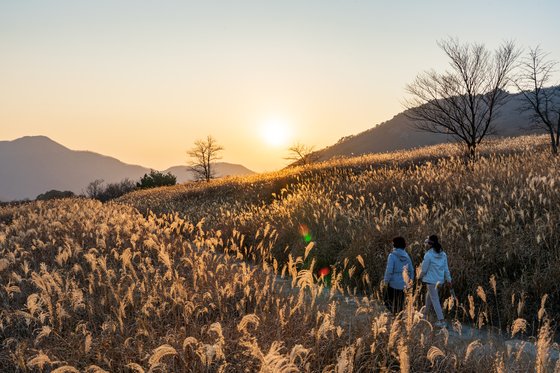 지난 10일 재약산 사자평 억새밭의 모습. 일몰 즈음 붉은 햇볕을 받아 억새 평원 전체가 황금빛으로 물들었다. 사자평 억새 장관은 11월 하순까지 볼 수 있다.