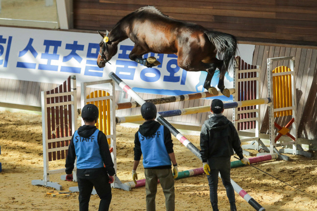 제주 스포츠말 품평회 프리점핑