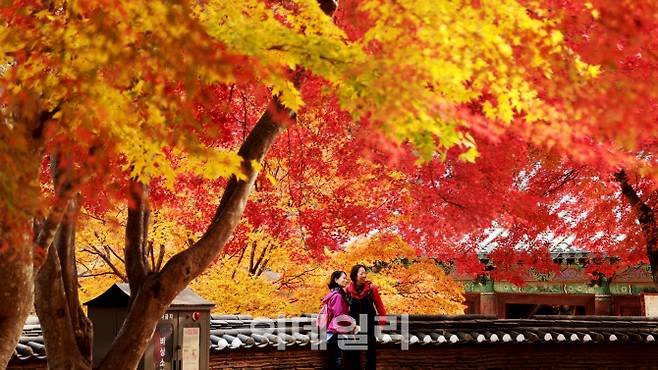 마곡사를 잧은 사람들이 영산전 돌담 앞 단풍나무를 배경으로 기념촬영을 하고 있다.