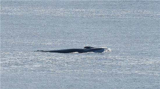 국립수산과학원이 지난 9월부터 10월까지 35일간 가을철 동해에 서식하는 고래를 찾기 위한 조사를 통해 발견한 참고래. /국립수산과학원