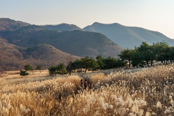 밀양의 재약산은 이맘때 늦가을 유독 눈부신 산이다. 산머리에 전국 최대 규모의 사자평 억새밭을 얹고 있어서다. 지난 10일 오후 일몰 즈음 황금빛으로 물들어 가는 억새밭을 카메라에 담았다. 사자평 억새 장관은 11월 하순까지 볼 수 있다.