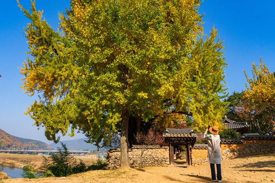 450년 수령의 금시당 은행나무.