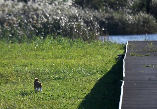 부산 사하구 을숙도에 서식 중인 고양이 한 마리가 지난달 13일 갈대밭 인근 나무 갑판 주변을 어슬렁거리고 있다. 이 고양이는 물 위를 유영하던 새들에게서 시선을 떼지 않았다. 을숙도=이한형 기자