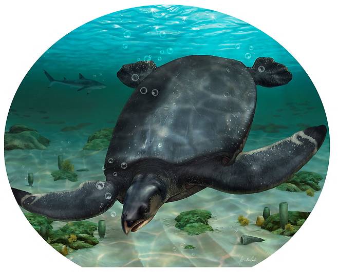 8300만 년 전 바다거북 화석 발견…“등딱지 길이만 약 3.8m” / 사진=로이터 연합뉴스