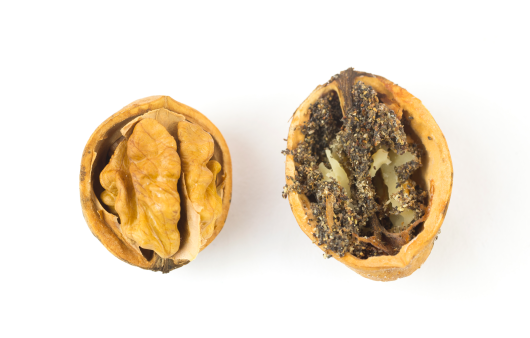 건강한 호두와 벌레 먹은 호두 | 출처 : 게티이미지뱅크