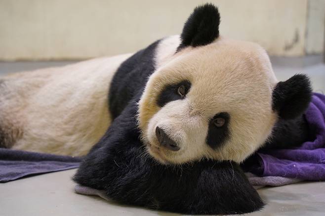 판다 퇀퇀(團團)이 19일 대만 타이페이 시립 동물원 안에 누워 있다. 타이페이|AP연합뉴스