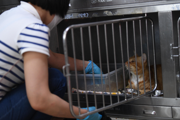 한 활동가가 지난달 4일 전남 목포 용당동의 목포고양이보호연합 내 케어실에서  구조된 고양이를 돌보고 있다. 목포=이한형 기자