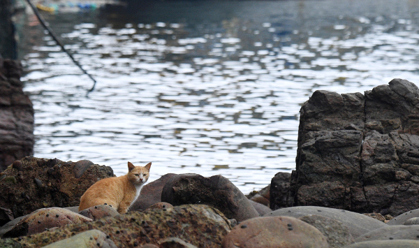 고양이 한 마리가 지난달 3일 전남 신안군 흑산면 홍도리 해변가 기암괴석 위에서 먹이를 찾고 있다. 홍도=이한형 기자